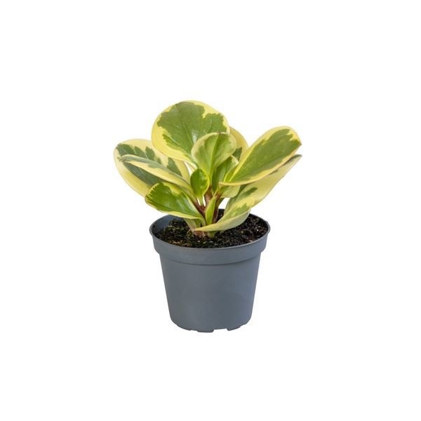 Peperomia Obtusifolia Bicolor� 6 cm, D 6 cm