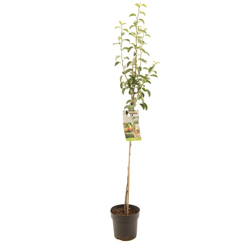 Pyrus comm. Williams halfstam Handpeer, D 27