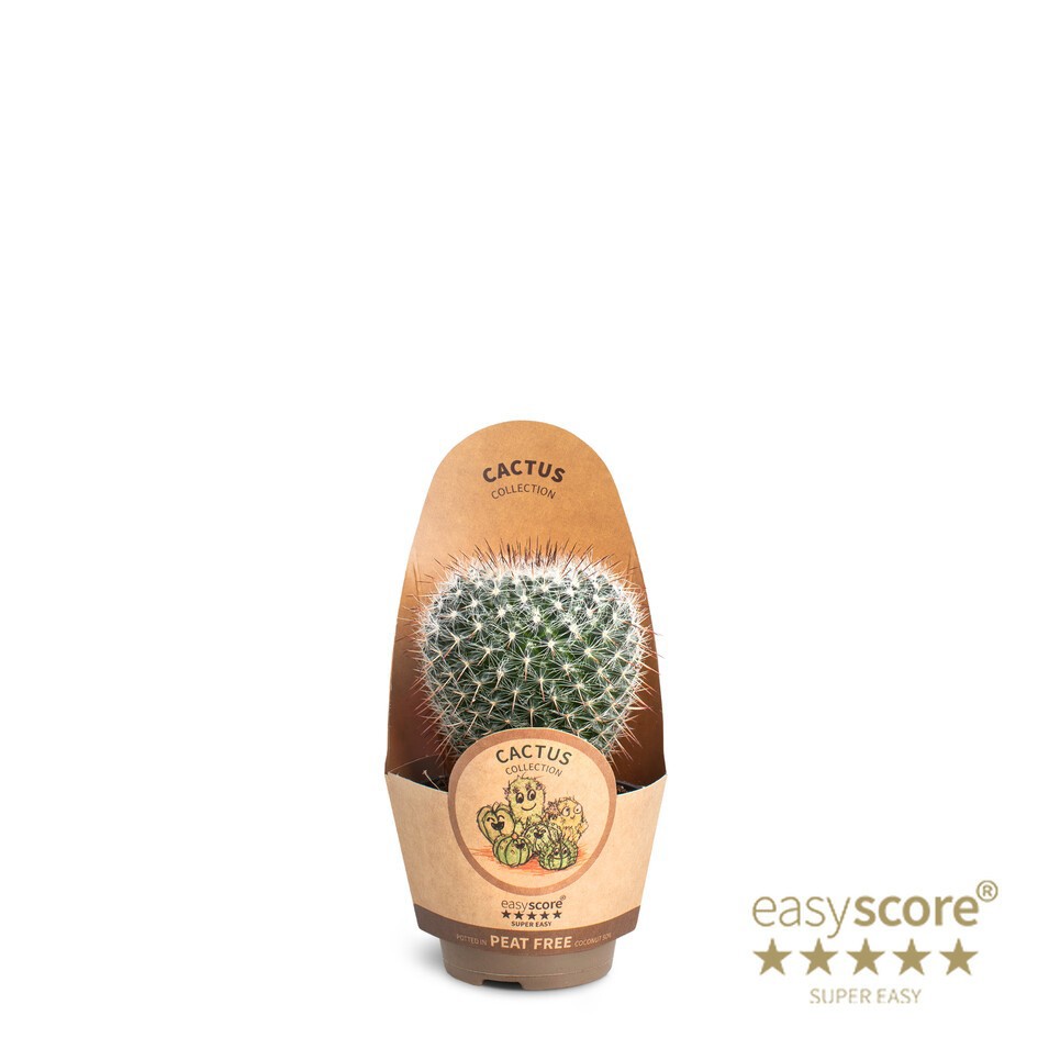 Cactus Mammillaria, D 6