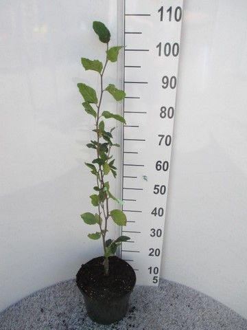 Fagus sylv. Dawyck 60-80 P23, D 23