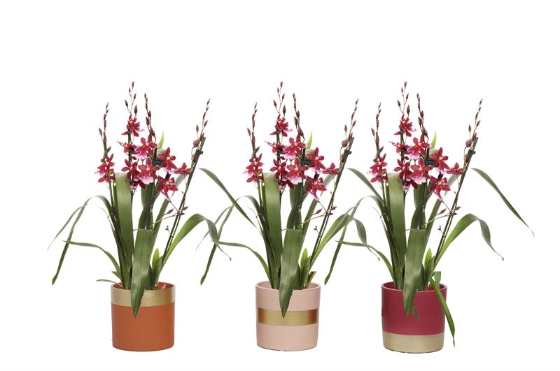 Dolomite p12 Horizon nude mix Cambria Barrocco Red 3-4T18+, D 12