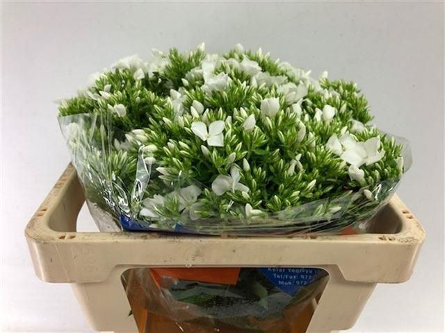 Флокс Вайт Кэп 50, шт.