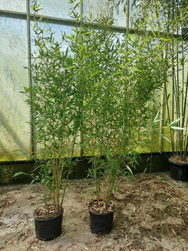 Phyllostachys atr. 'Green Perfume', D 29