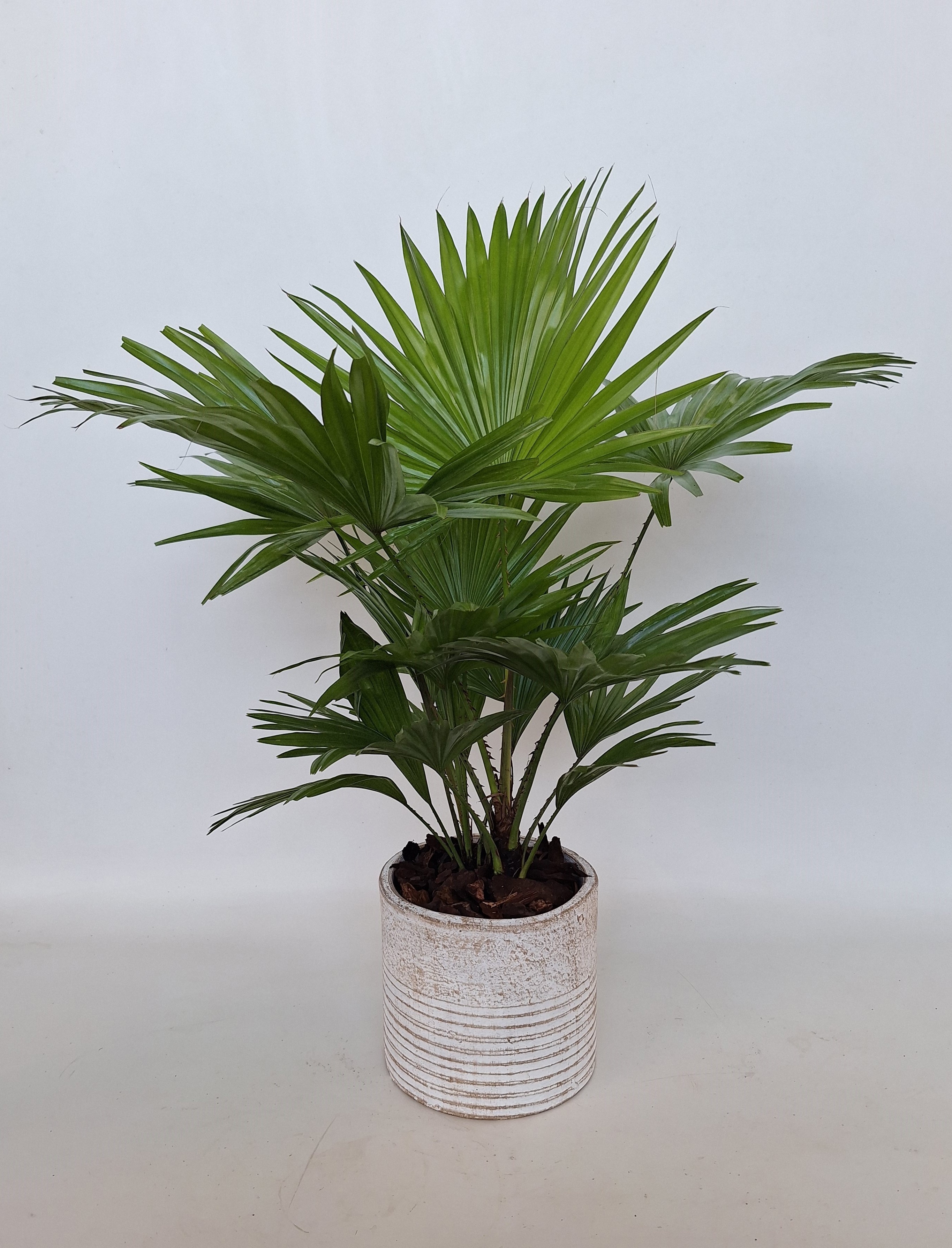 Livistona in Molly pot, D 17