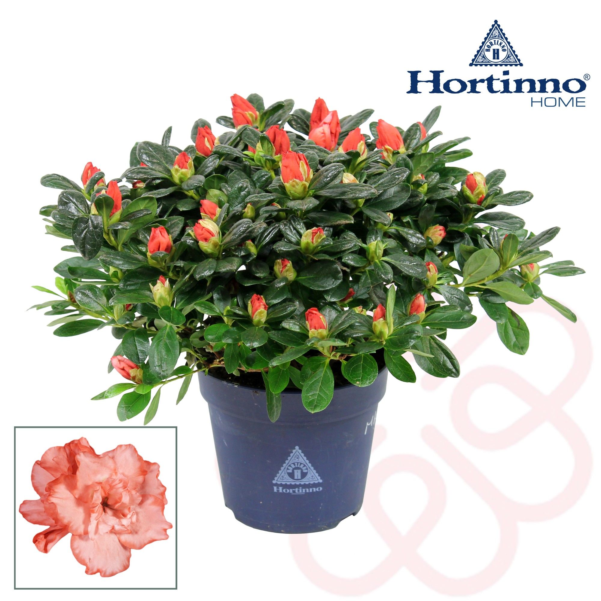 Hortinno® Home 'bicolor' 25 - 27 cm, D 13 cm