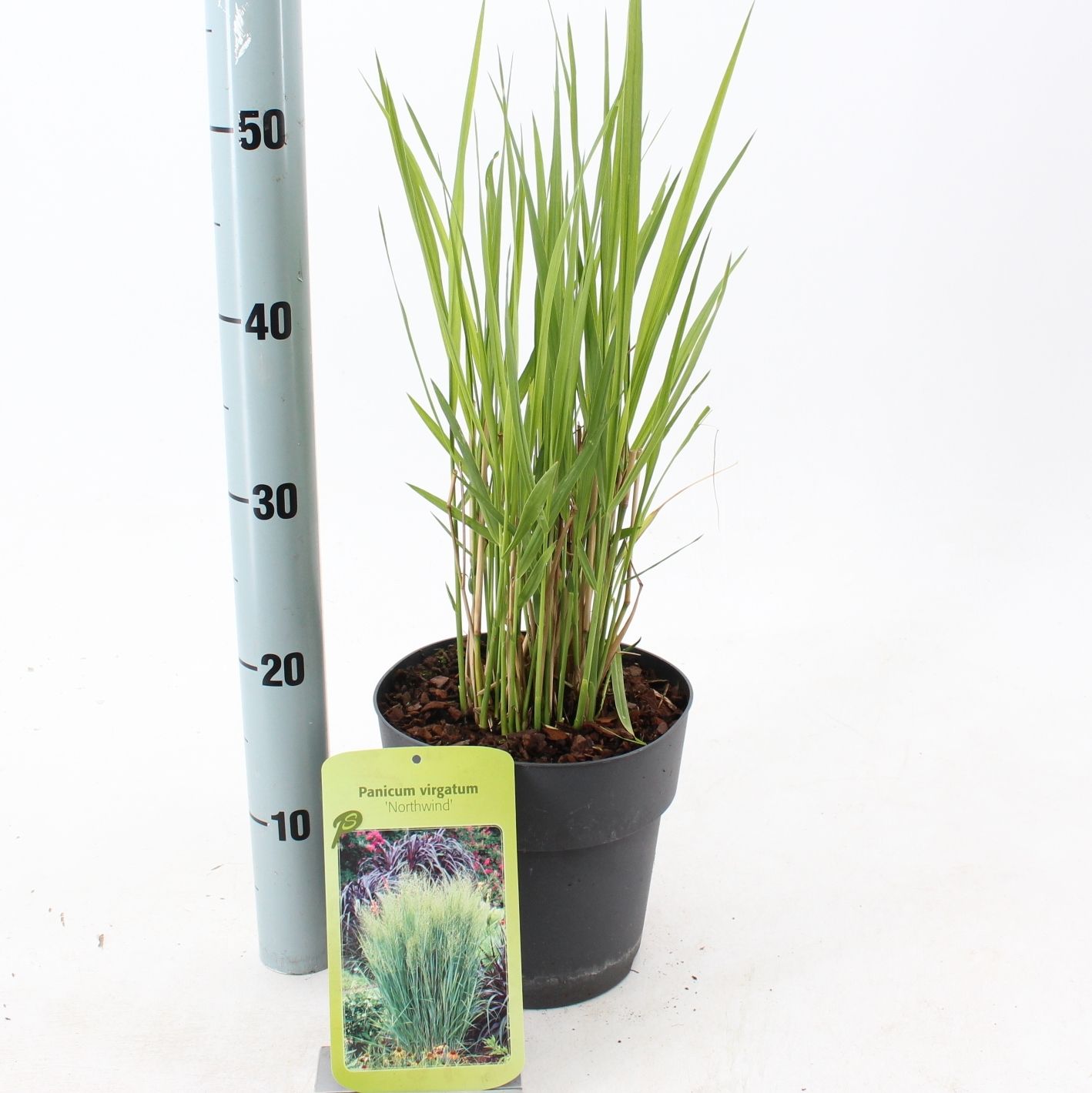 Panicum virgatum 'Northwind', D 19