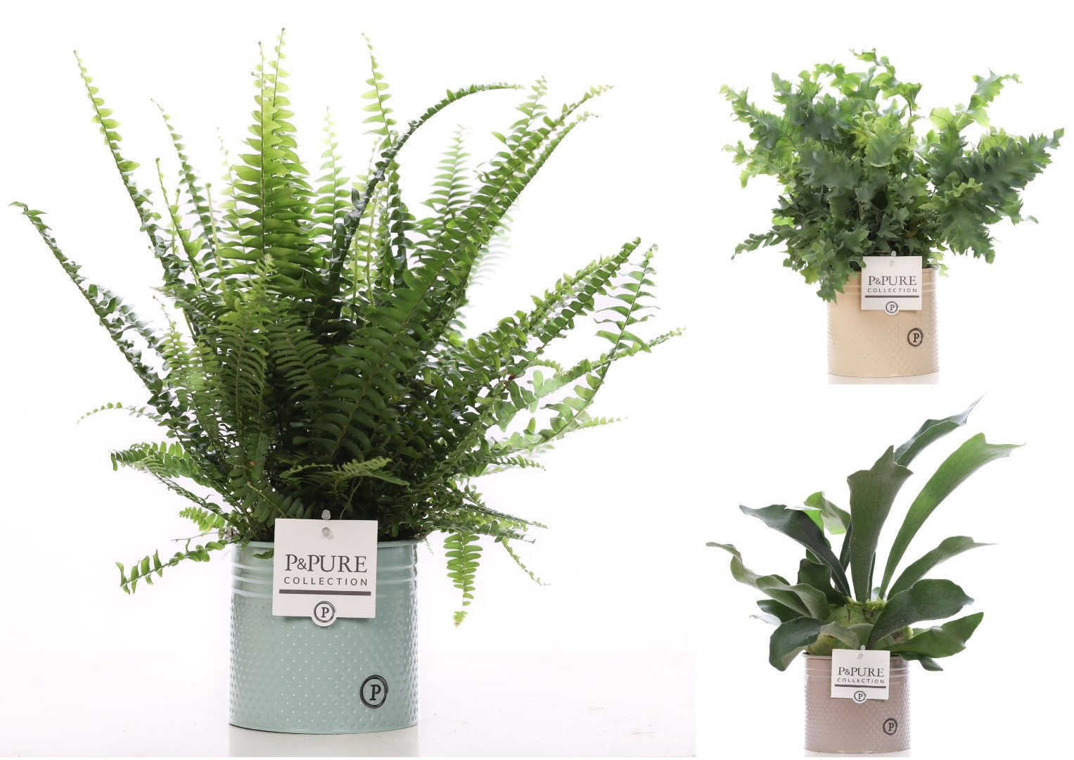 Varens gemengd in P&PURE zinc pot Louise 4 ass., D 12