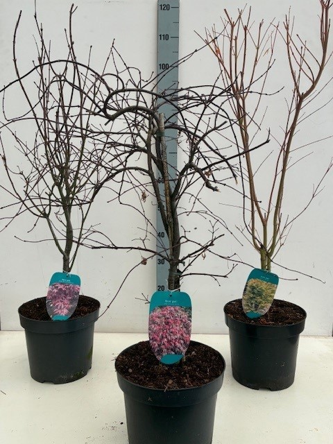 Acer mix P26 5/8 species, D 26