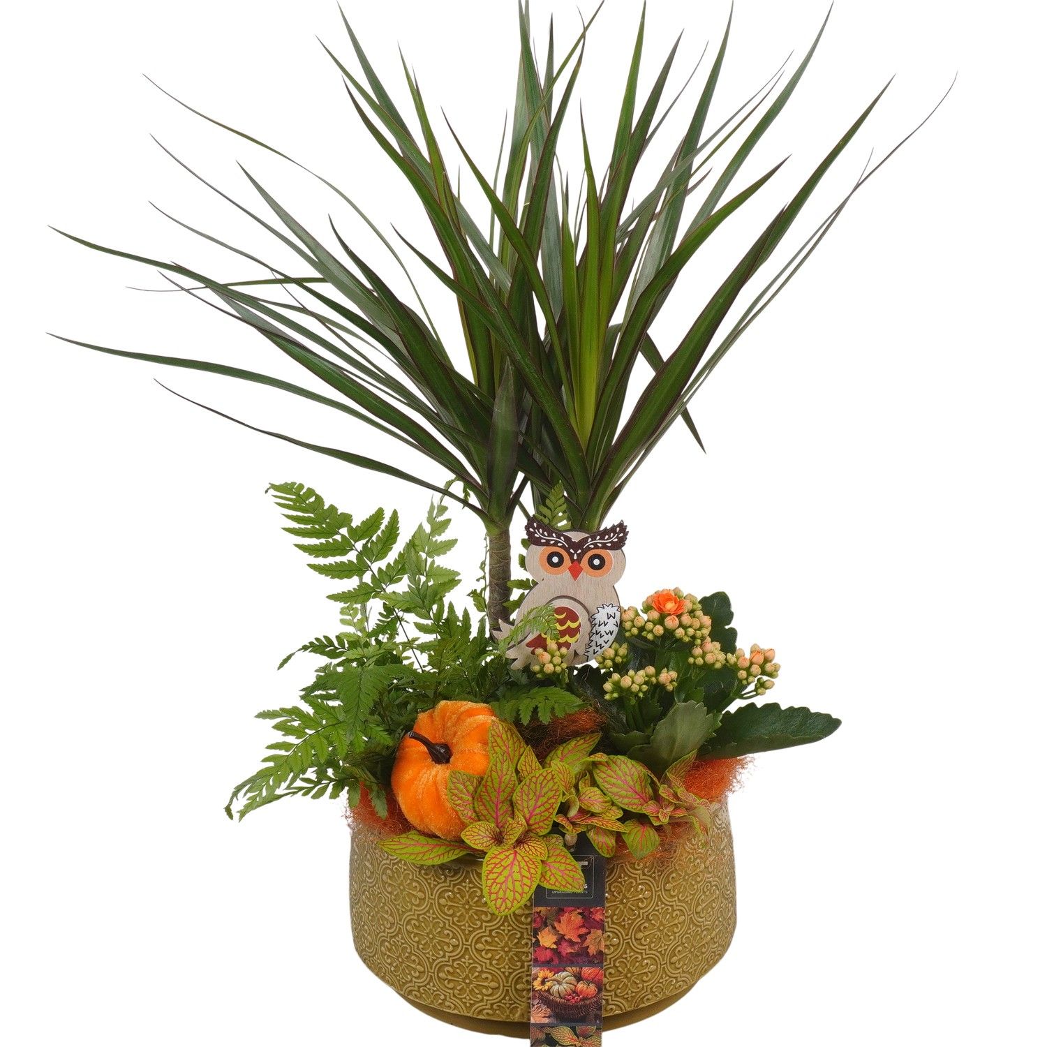PTHI5524 Arrangement Herfst Indoor in keramiek pot, D 19 cm PTHI5524 Arrangement Herfst Indoor in keramiek pot, D 19 cm