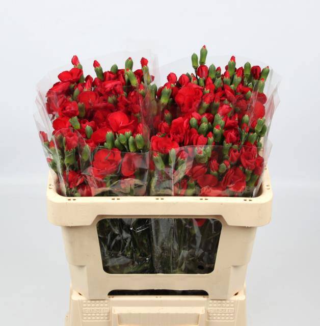 Диантус куст. Соломио Кай, шт.