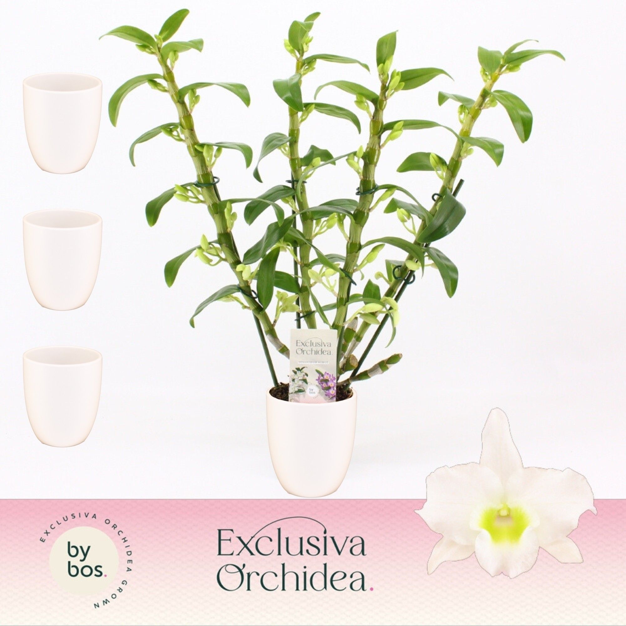 Dendrobium Nobilé, Apollon 4-spike in Lotte White 'Exclusiva Orchidea', D 12