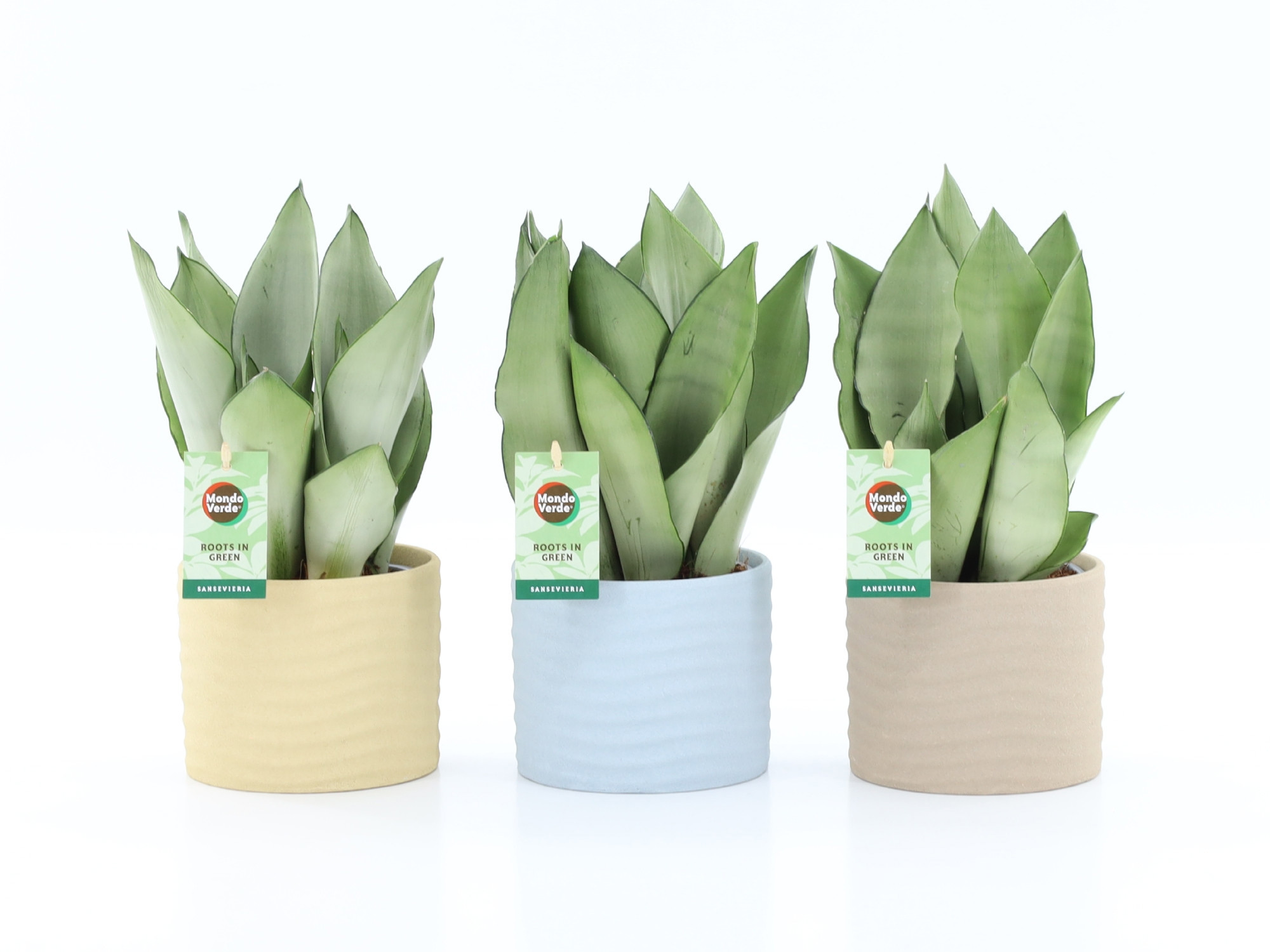 Sansevieria Moonshine in Ibiza keramiek, D 13
