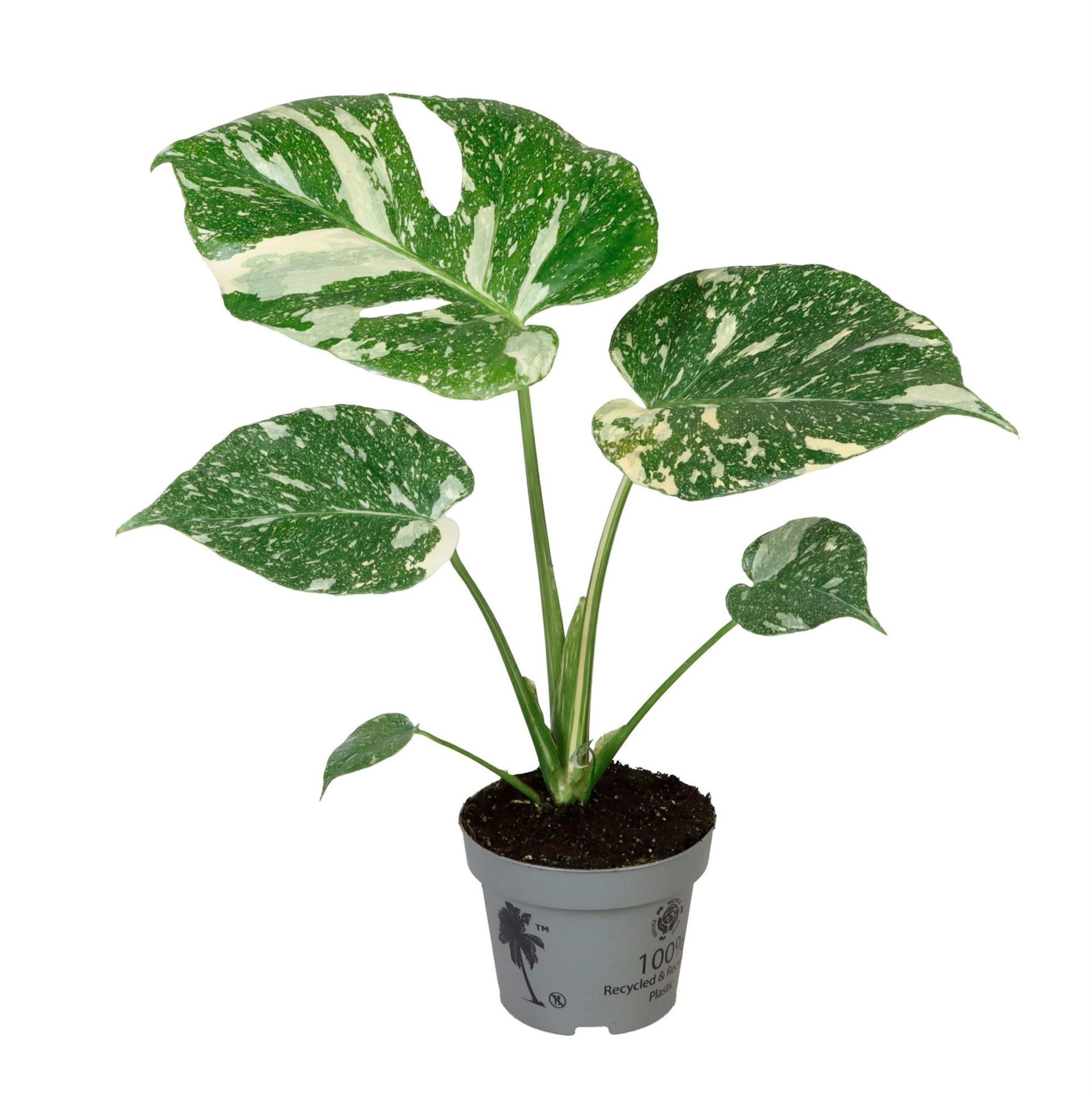 Monstera Thai Constellation 12 cm, D 12