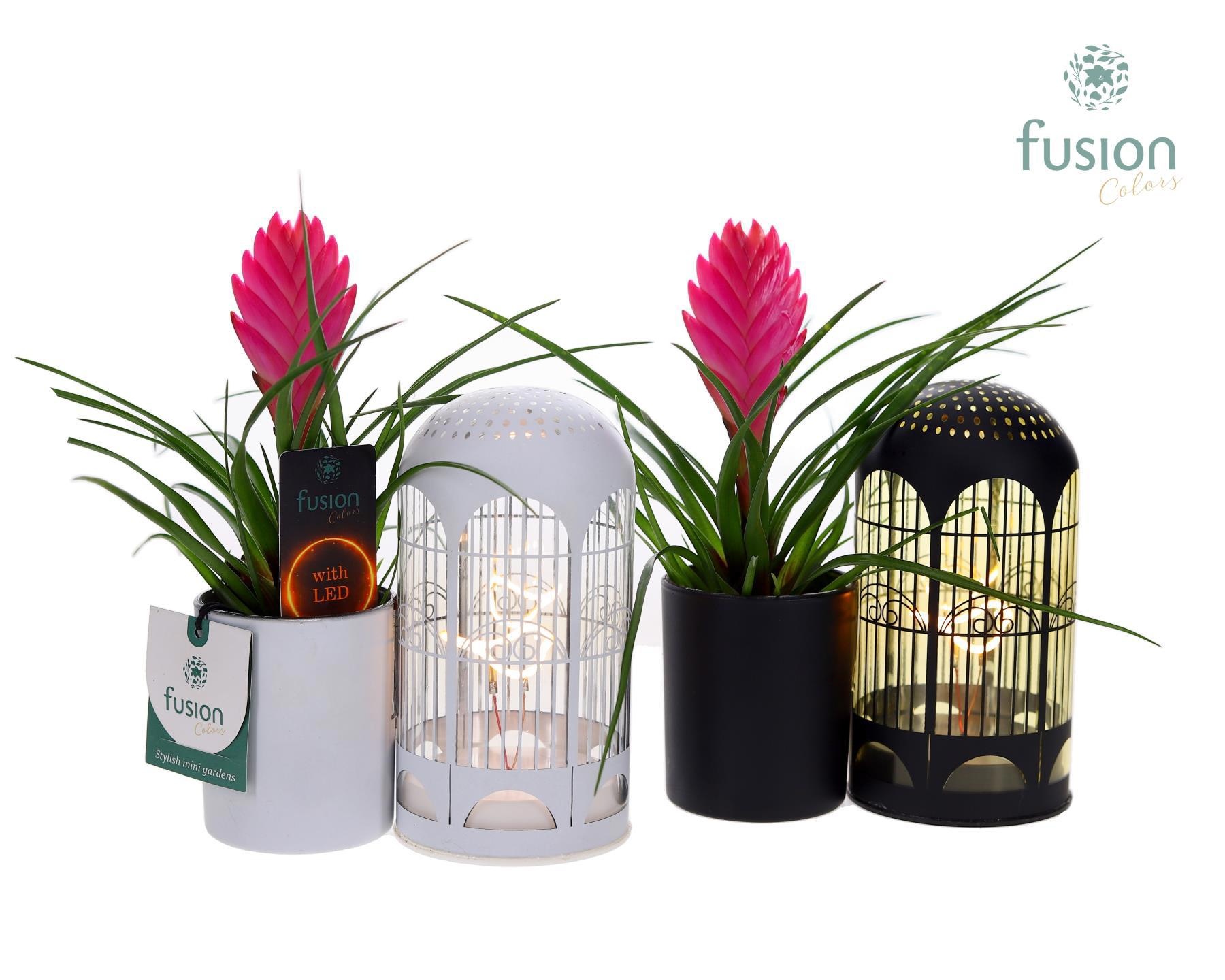 LED Lichtbal Vogels glazen planter met Tillandsia, D 17