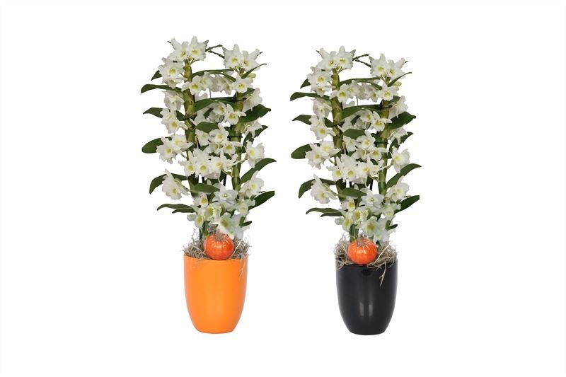 Hugo p12 halloween mix Dendr Nobile Apollon 2T16+tros regular, D 12 cm