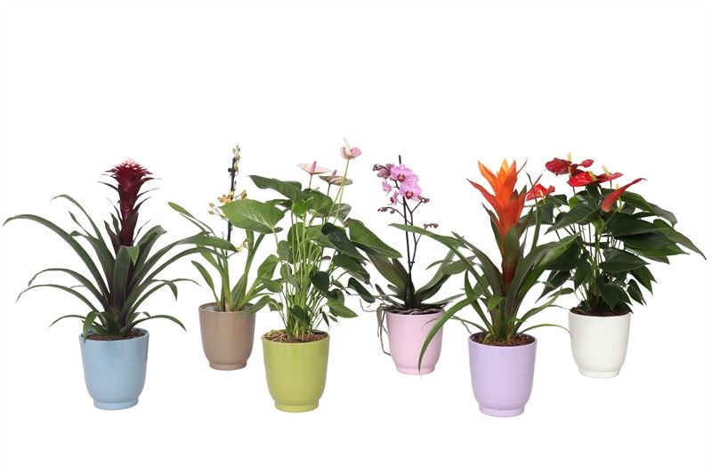 Fem p12 mix Epifyten mix, D 12