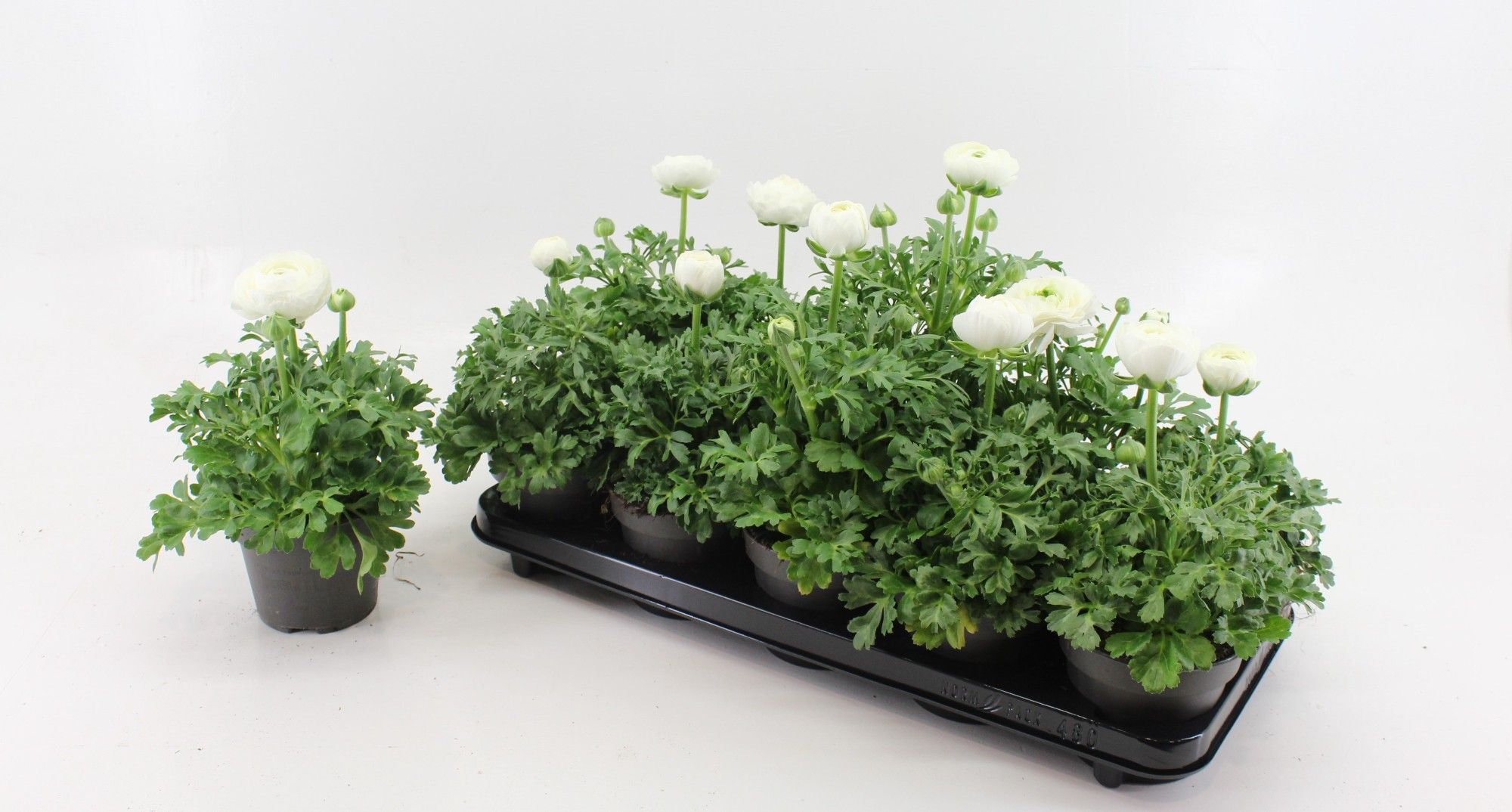 Ranonkel White, D 12