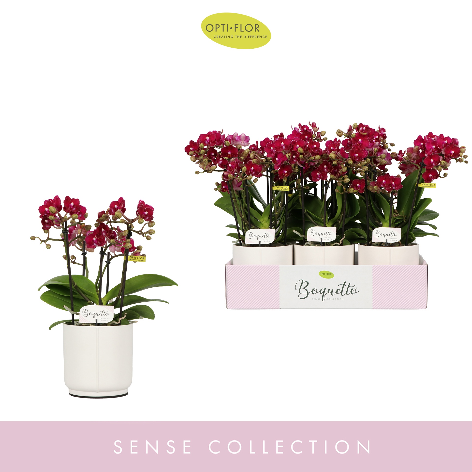 Boquetto Temptation 3-5 spike in Lazio White, D 12 cm