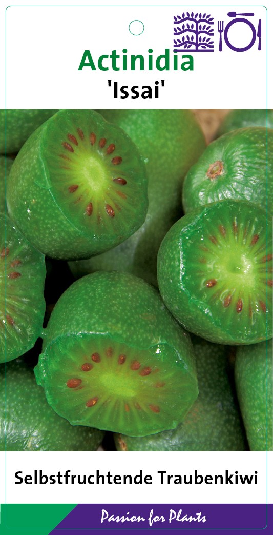 Actinidia arguta 'Issai' 80CMC2, D 17 cm
