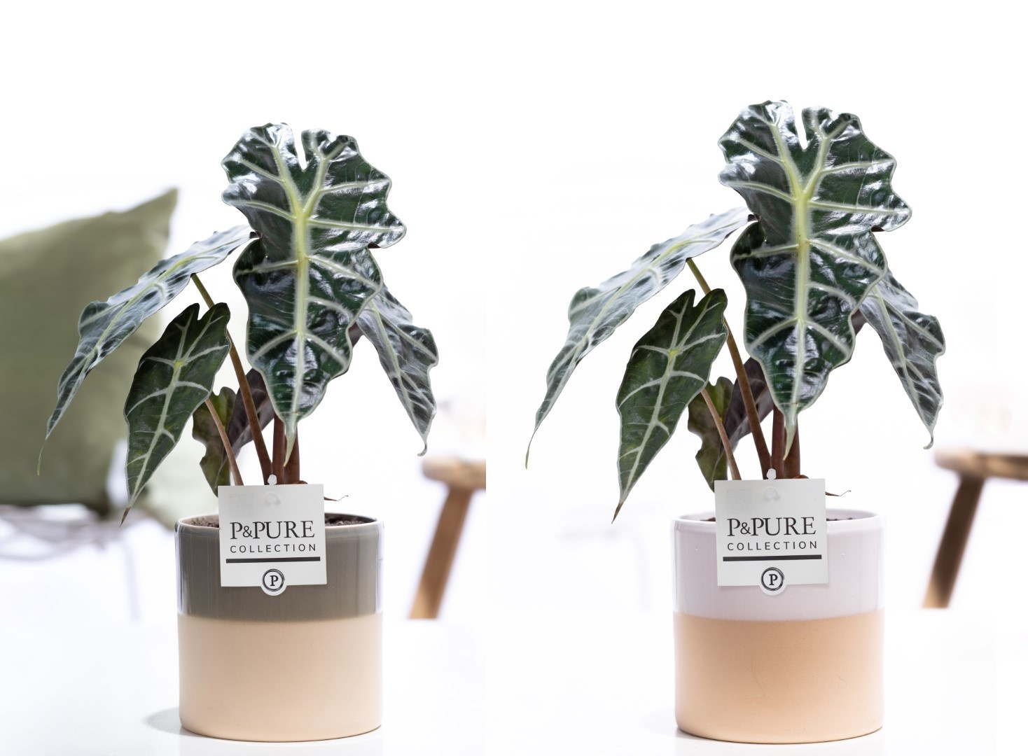 Alocasia Polly in P&PURE Tess 2 ceramics ass.2, D 12