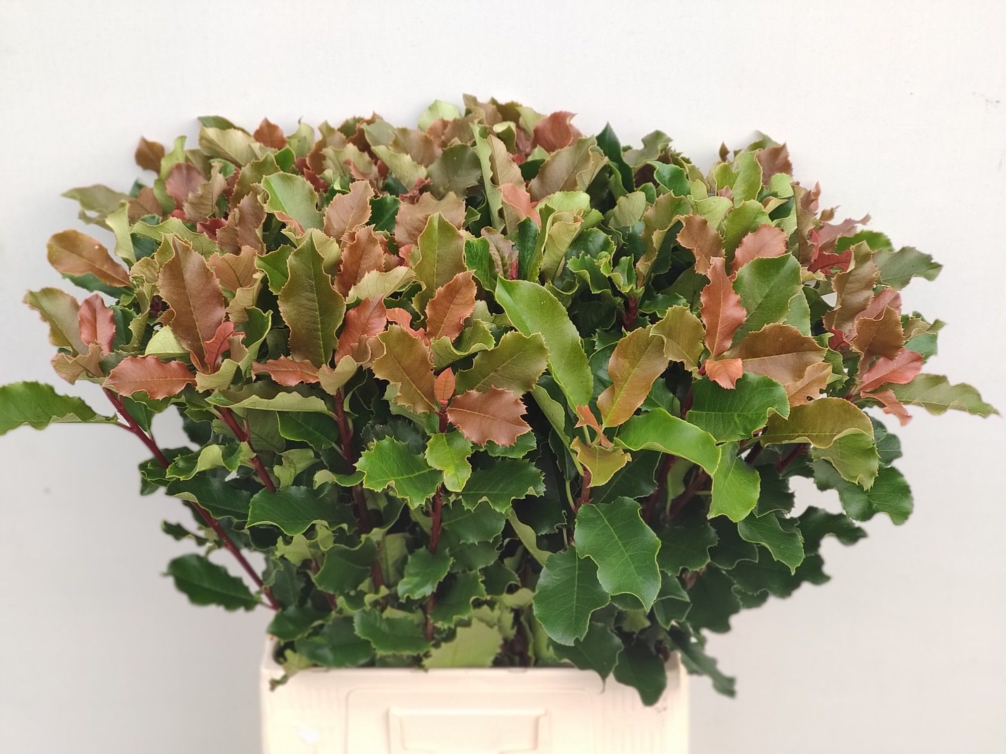 Фотиния Кури Фэнтази 70, шт.