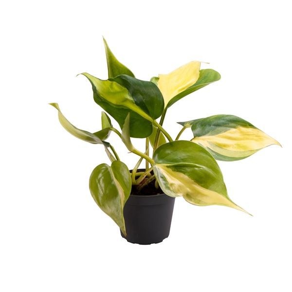 Philodendron Scandens Brazil 6 cm, D 6 cm Philodendron Scandens Brazil 6 cm, D 6 cm