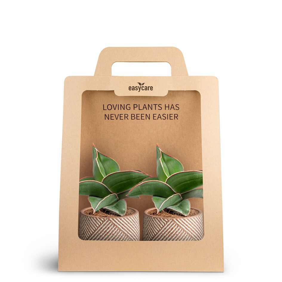 SANSEVIERIA EHRENBERGII 30690010 2-Pack Grove, D 7