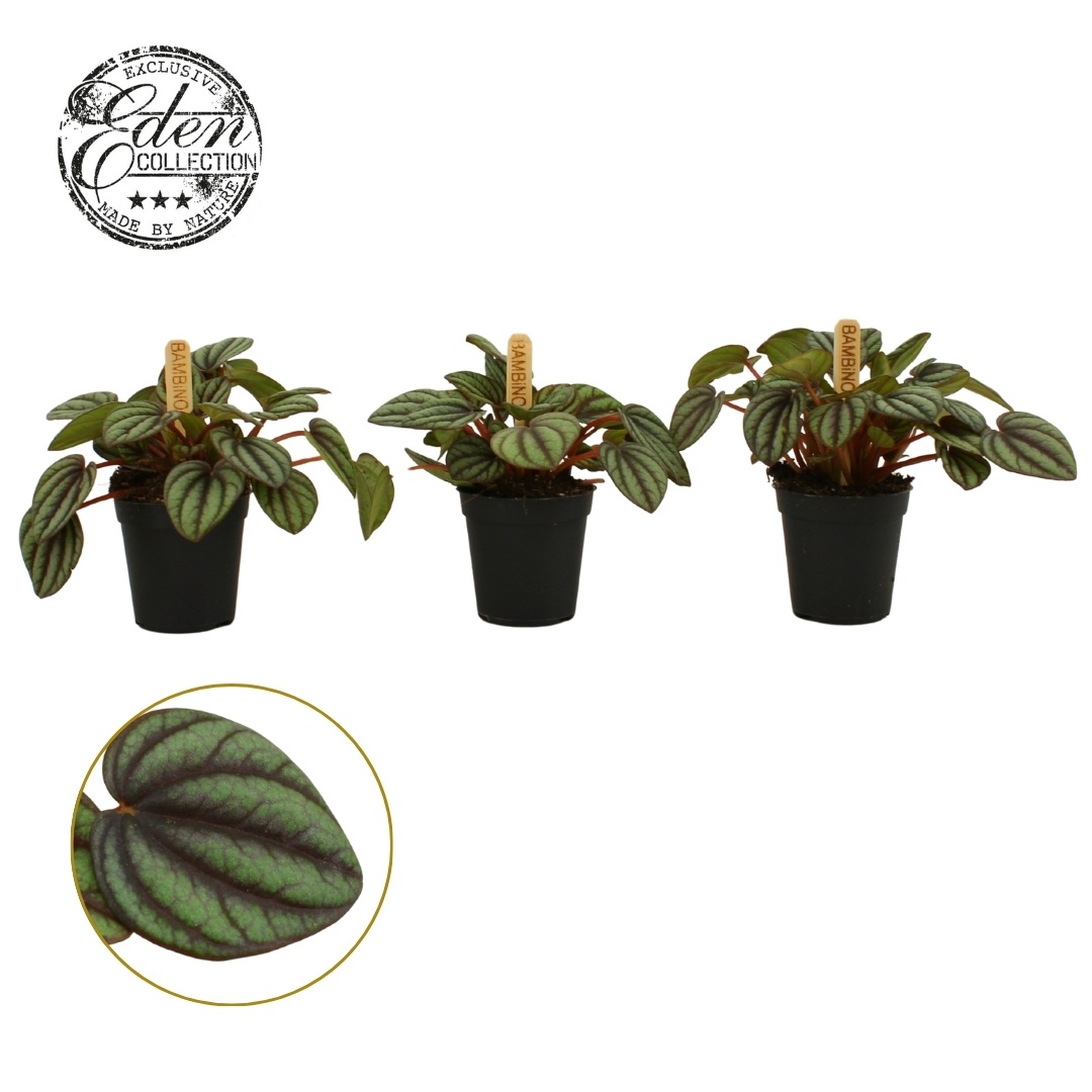 Peperomia Piccolo Banda 5,5cm, D 5,5 cm