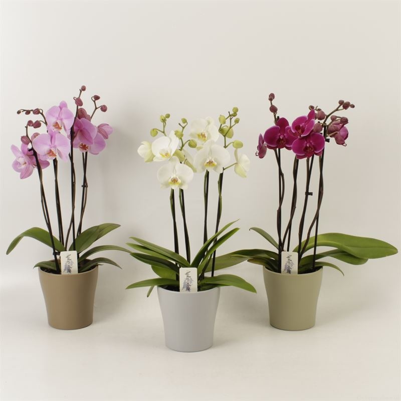 Phalaenopsis gemengd 4 tak gemengd shorty in Modern living keramiek, D 12 cm