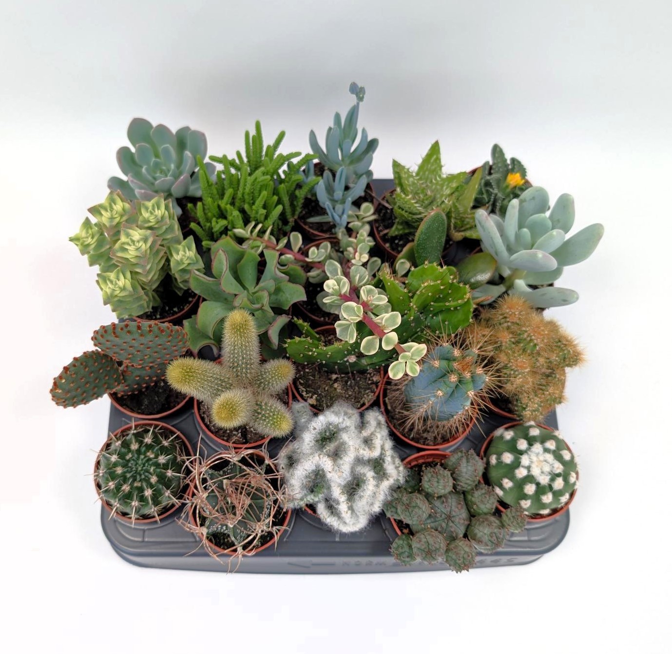 Cactus + Succulent 5,5 cm mix, D 5,5