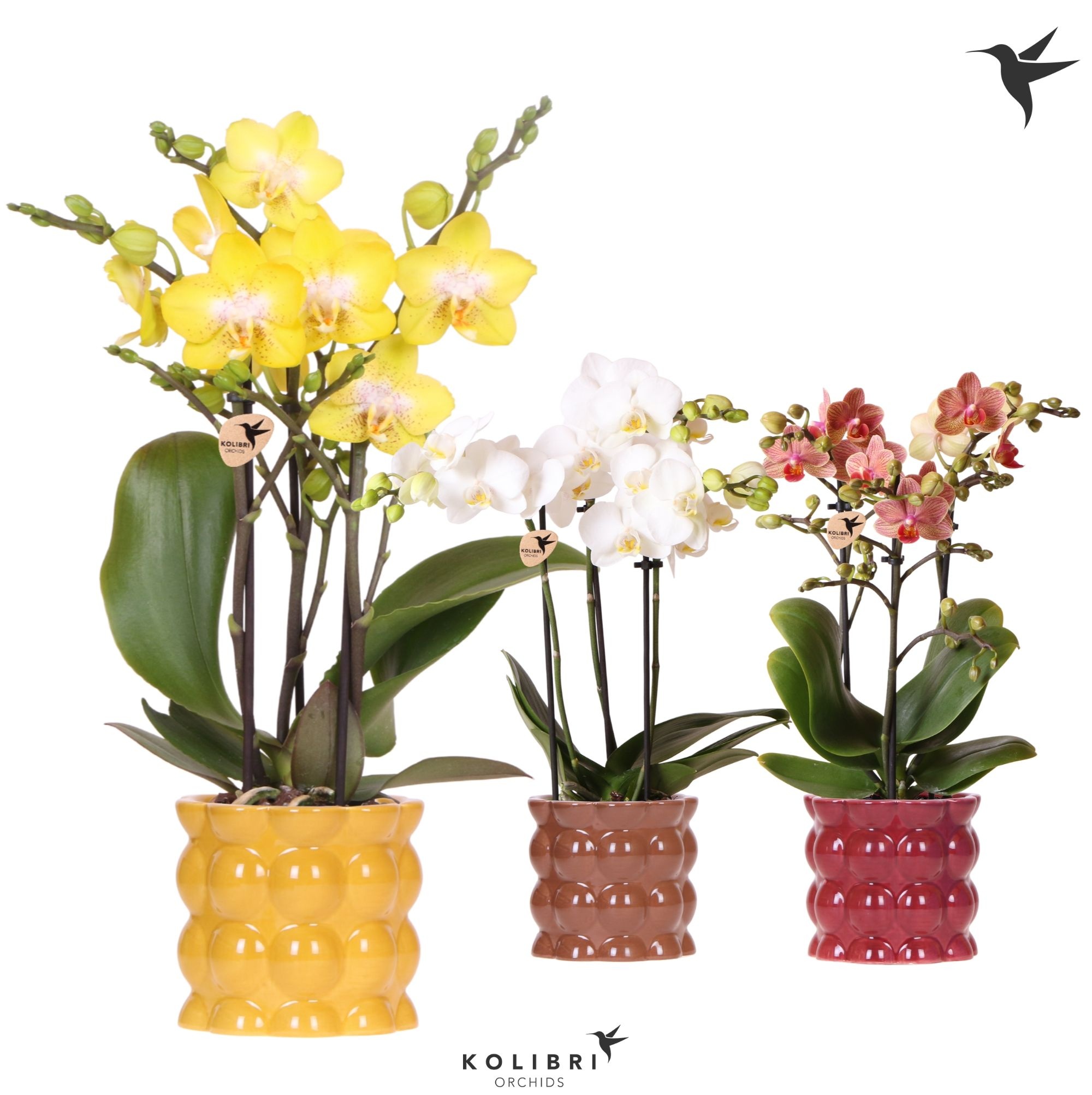 Kolibri Orchids Phalaenopsis mix 3 spike in Cotton pot yellow mix, D 9
