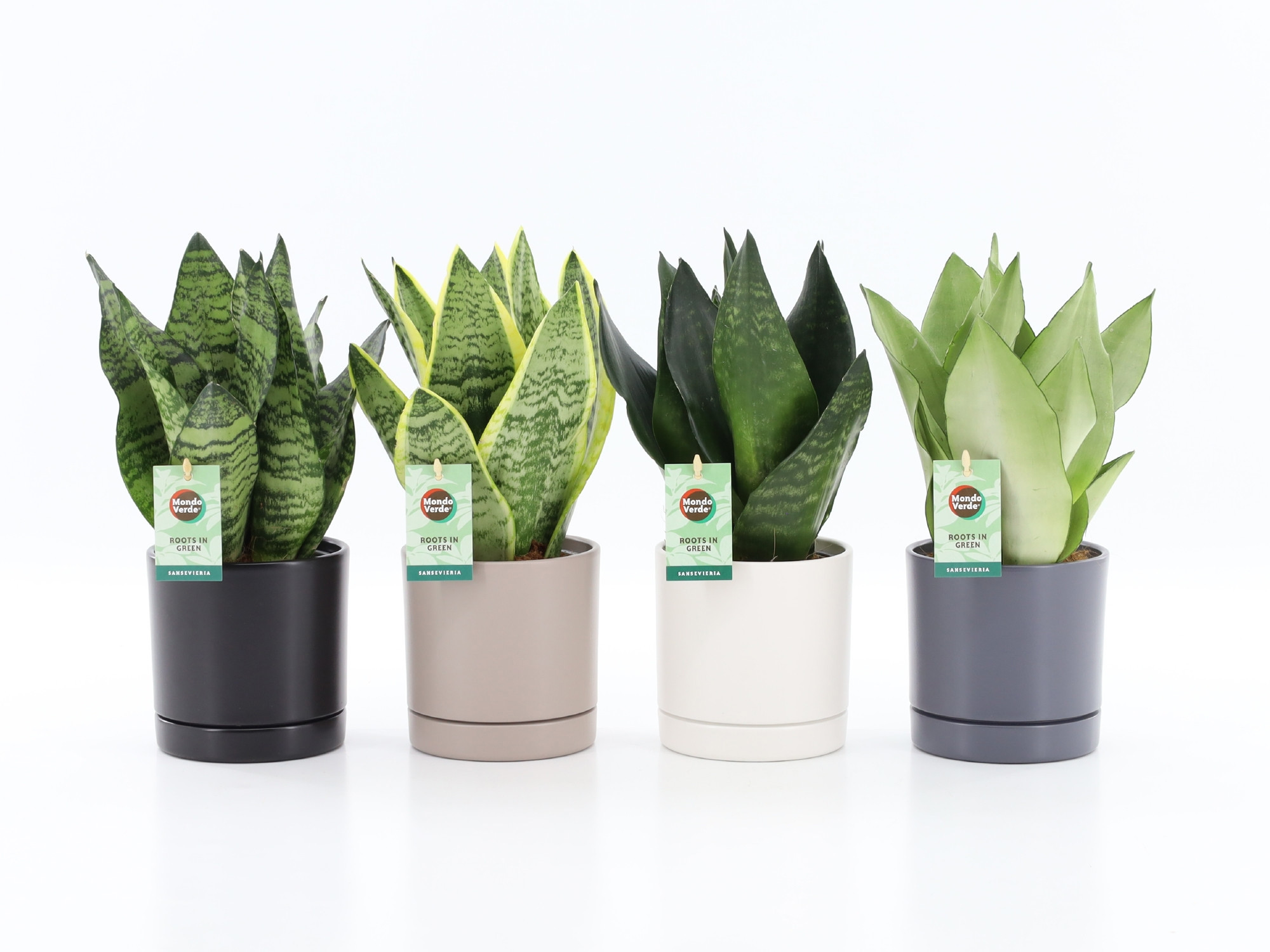 Sansevieria Mix in Hainan keramiek 4 kleuren, D 13