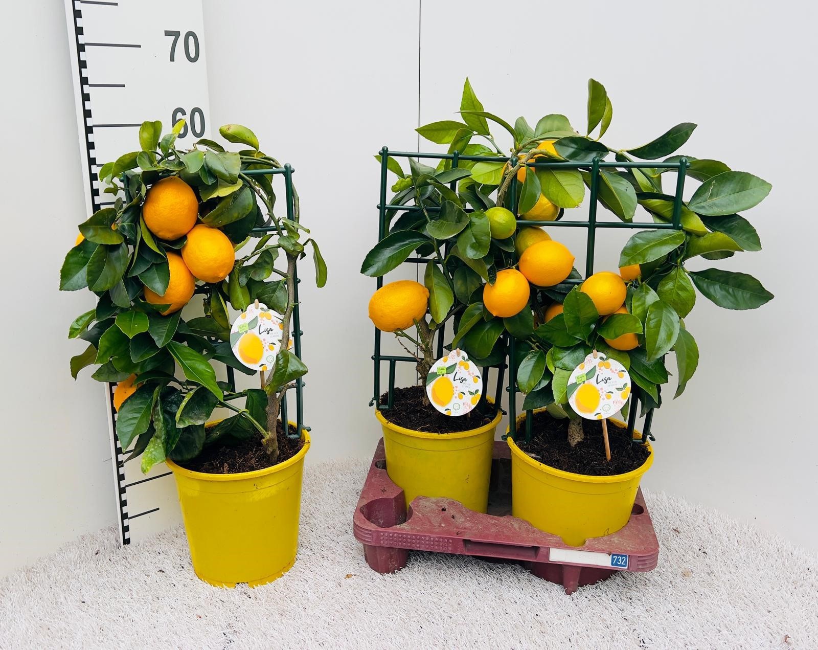 Citrus meyeri Lemon rack/trellis (s2), D 19
