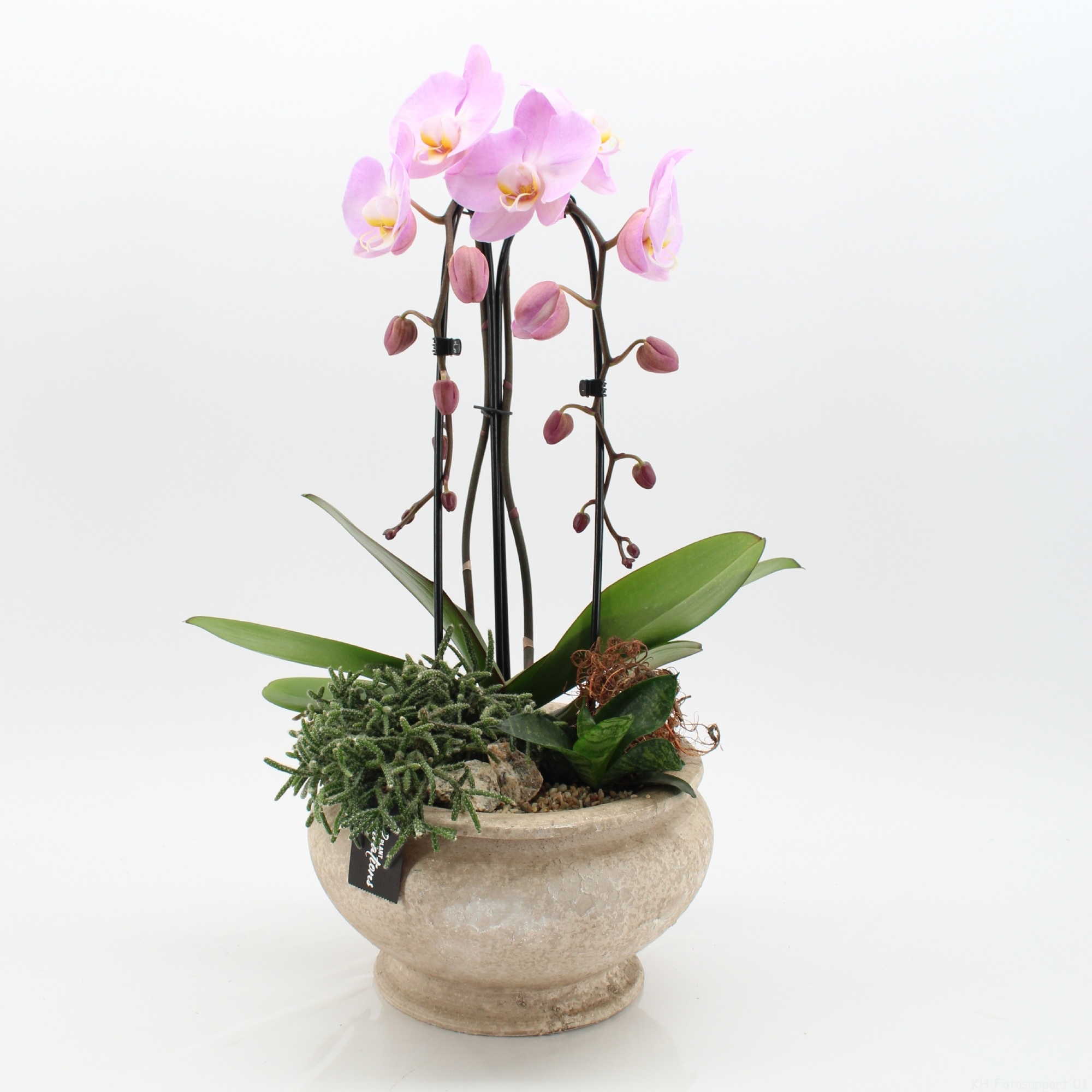 PHAL-2633RZ Phalaenopsis creatie, D 25
