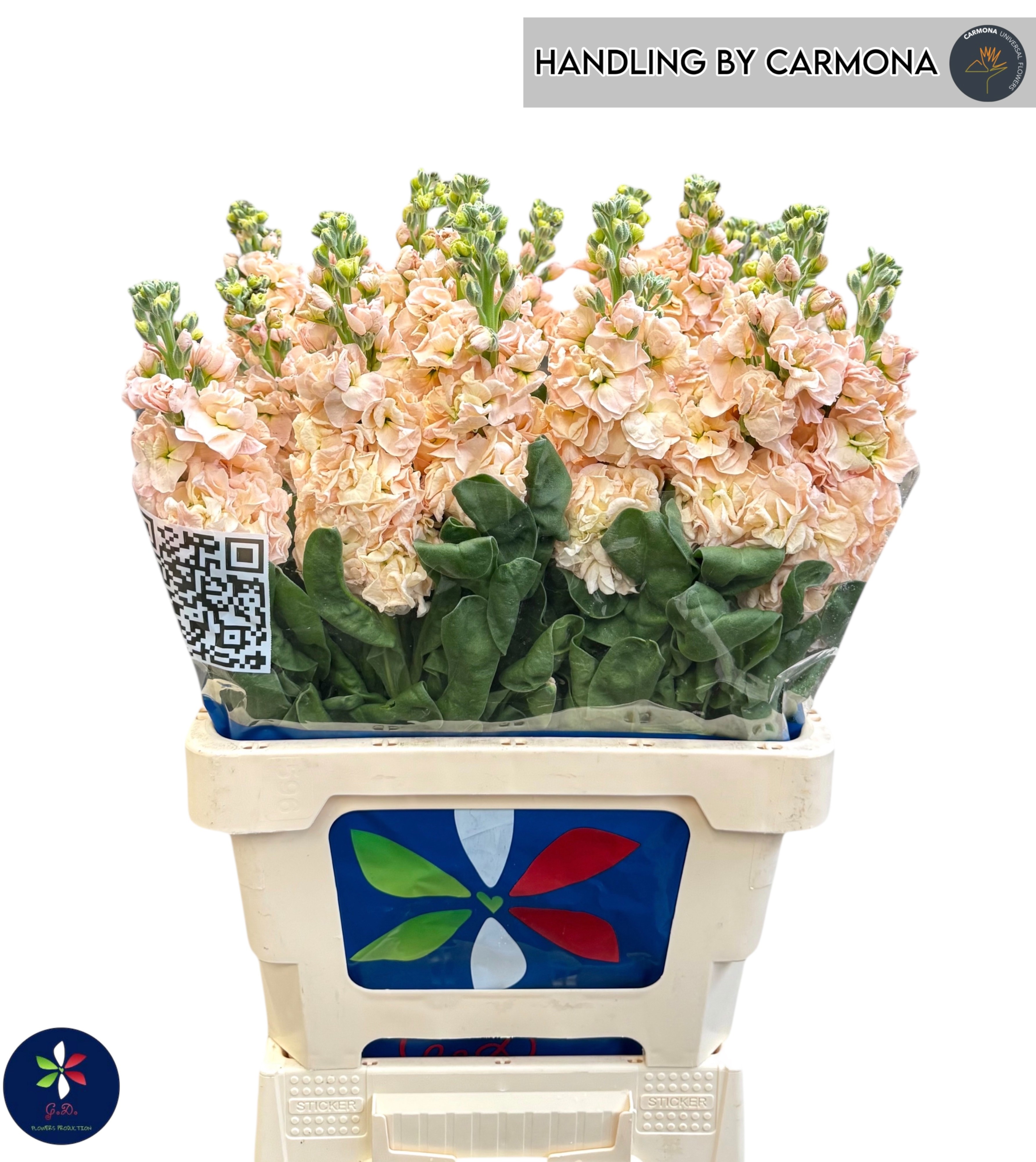 Маттиола од. Айрон Априкот 65, шт.