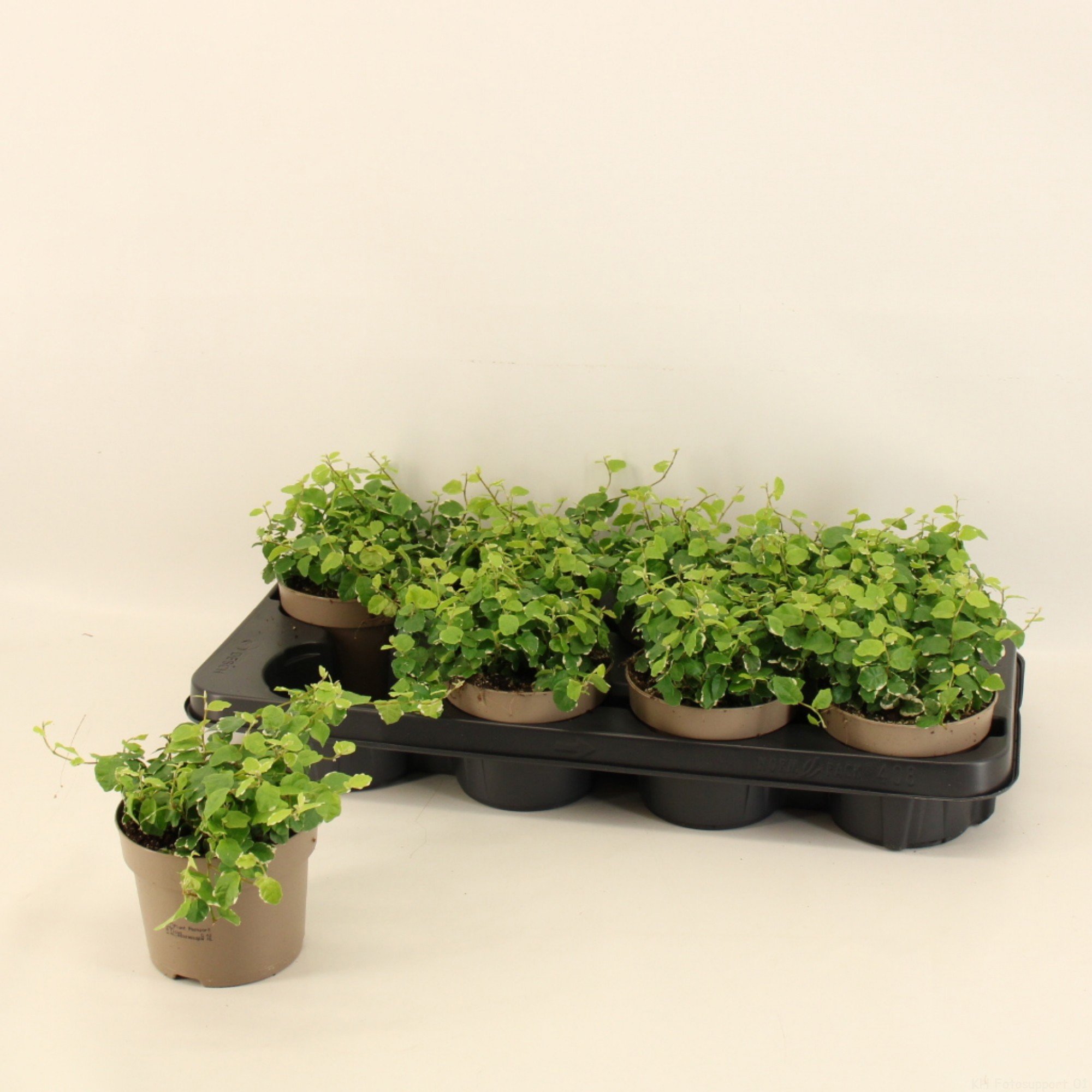 Ficus Pumila 12cm 'White Sunny', D 12