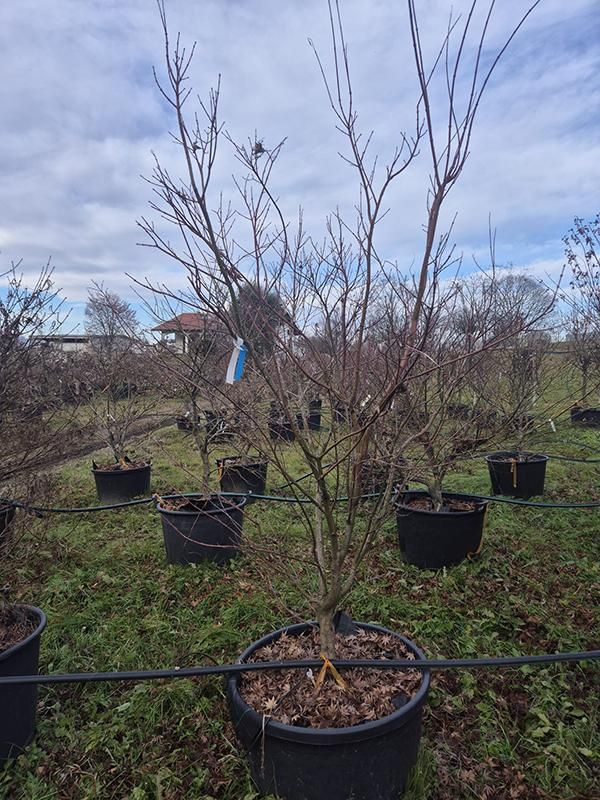 Acer pal. 'Asahi Zuru', D 70