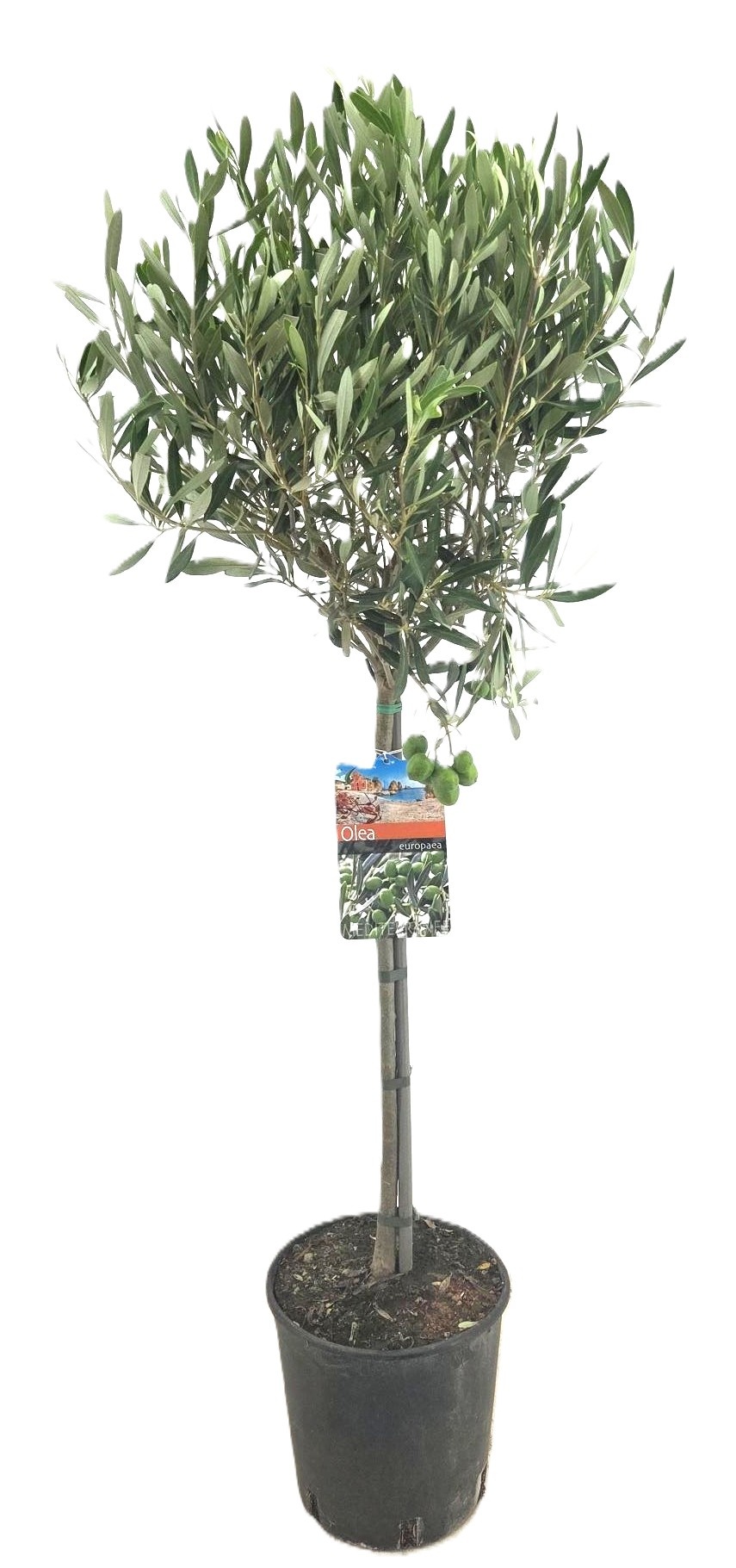 Olea europaea, D 21 cm