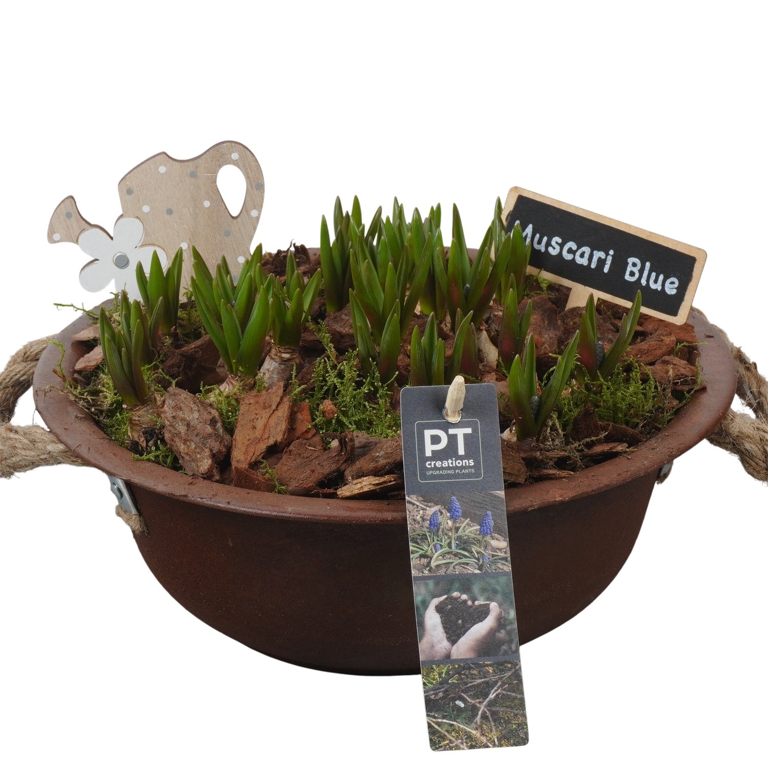 PTMB6119 Arrangement Muscari Blue in zink schaal, D 24