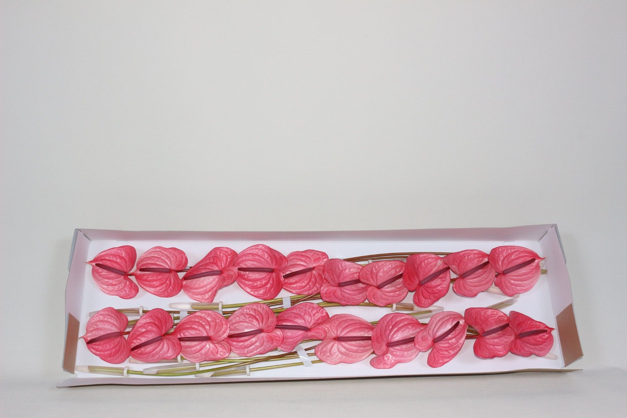 Антуриум Кeнди x20, шт.