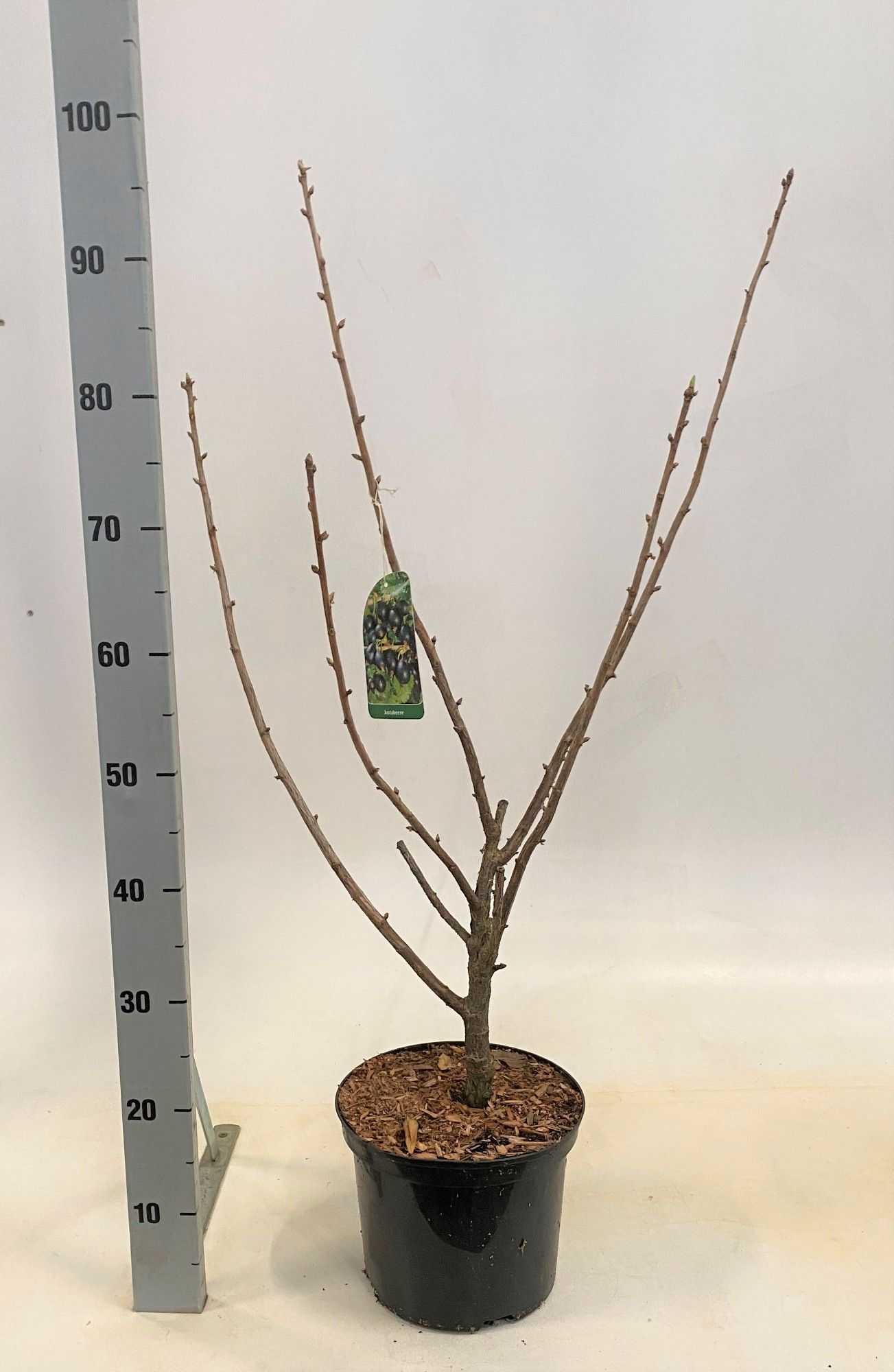 Ribes Josterbeere, D 23