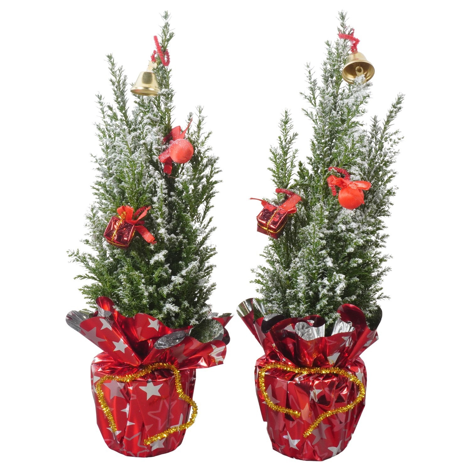 PTK26710 Ellwoodii met sneeuw in rondella folie met decoratie, D 9