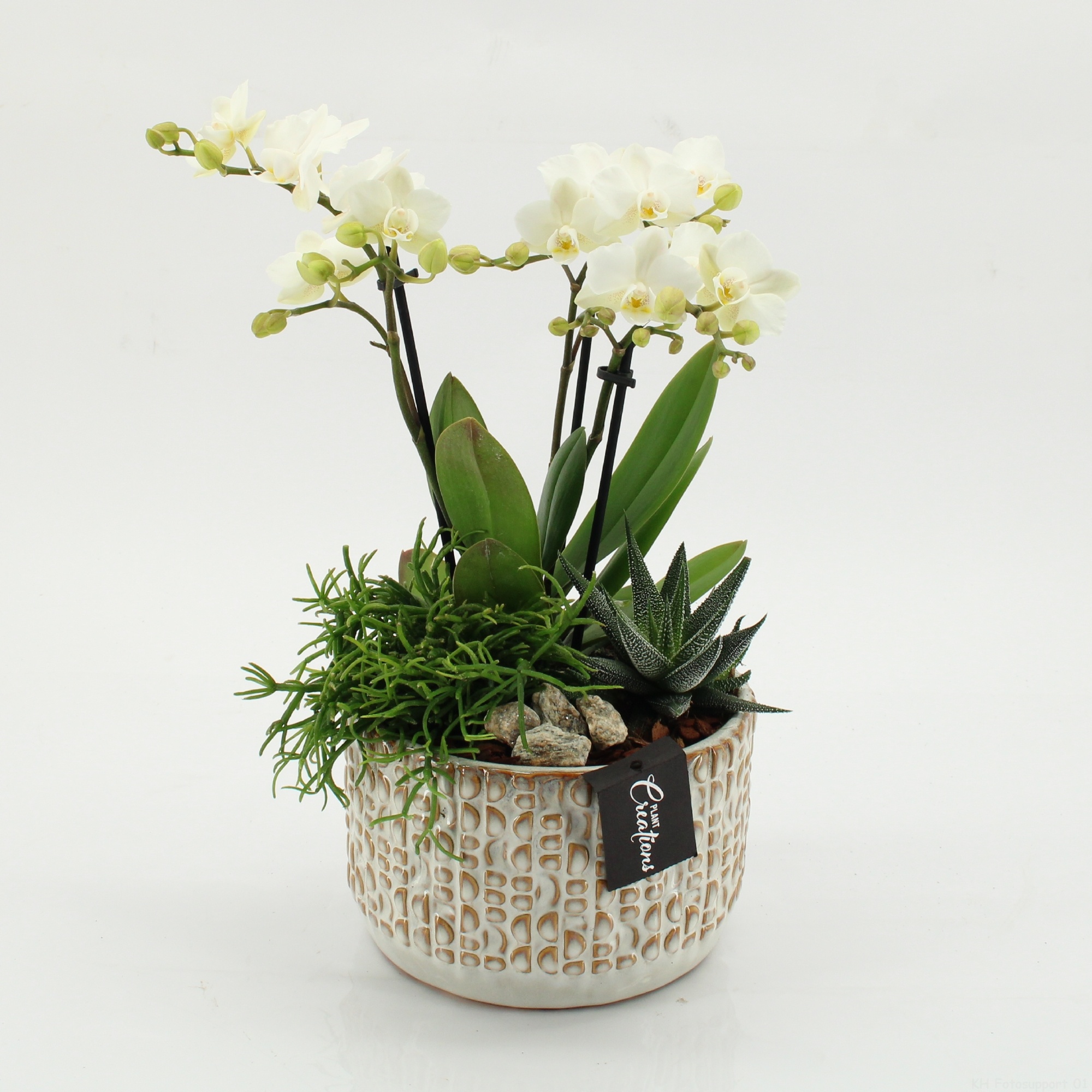 PHAL-2606 Phalaenopsis creatie, D 17