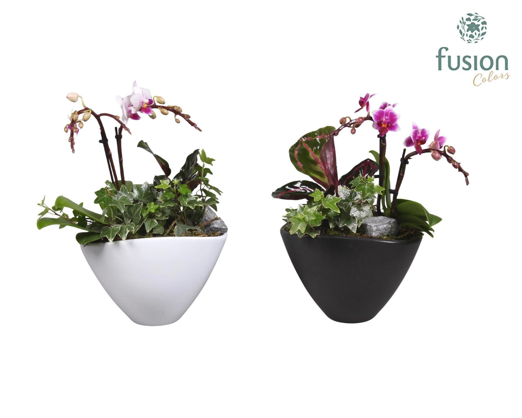 Keramiek pot met Phalaenopsis en groene plant, D 18