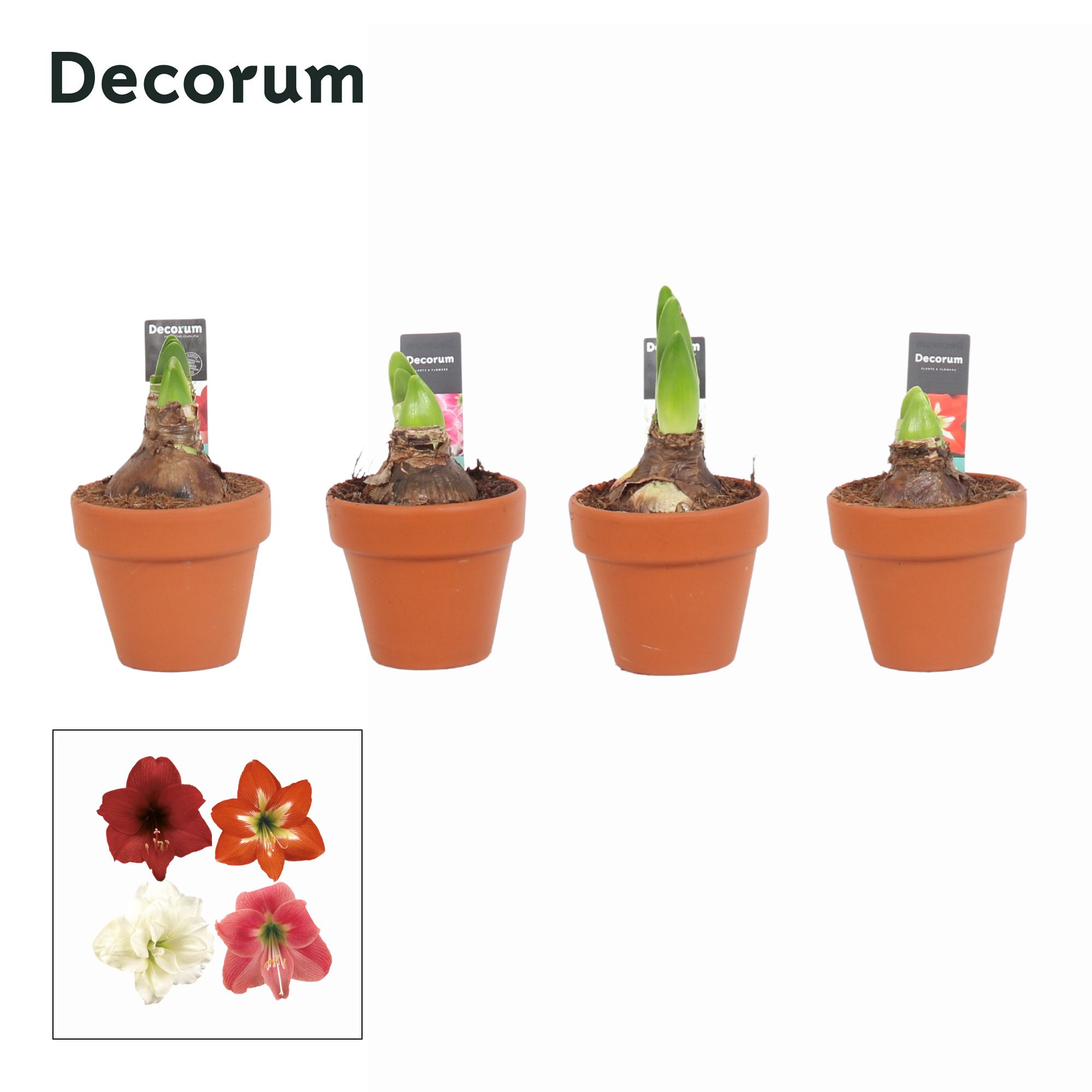 Amaryllis Kolibri Mix 2 Knop Terracotta OP (Decorum), D 9 cm