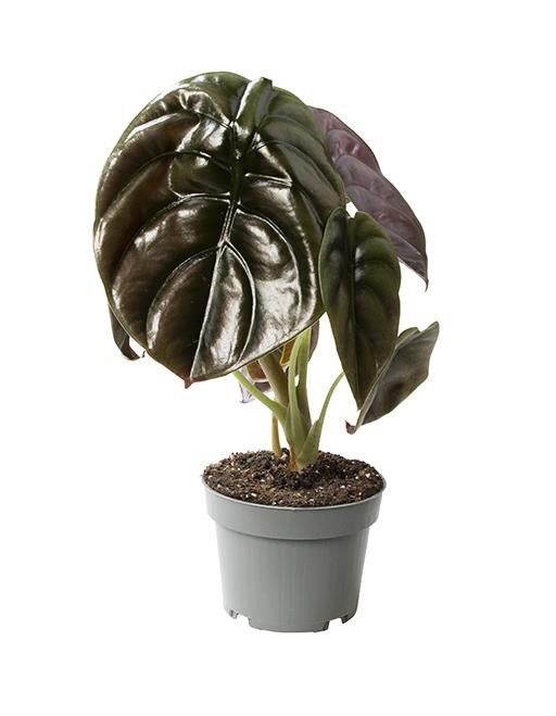 ALOCASIA CUPREA 'RED', D 12