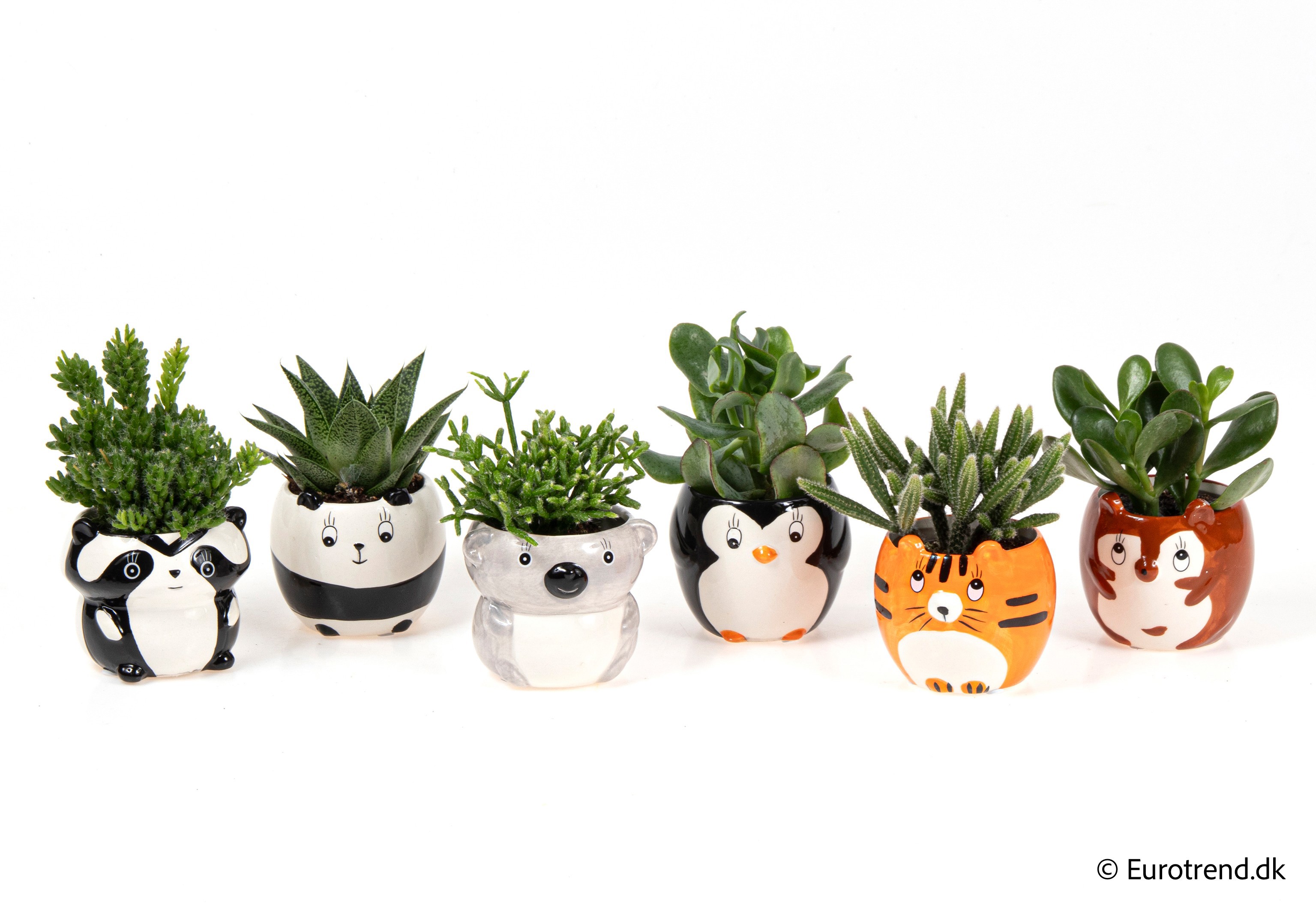 Succulent Mix in Spring, Summer & Autumn ceramic 2026, D 6