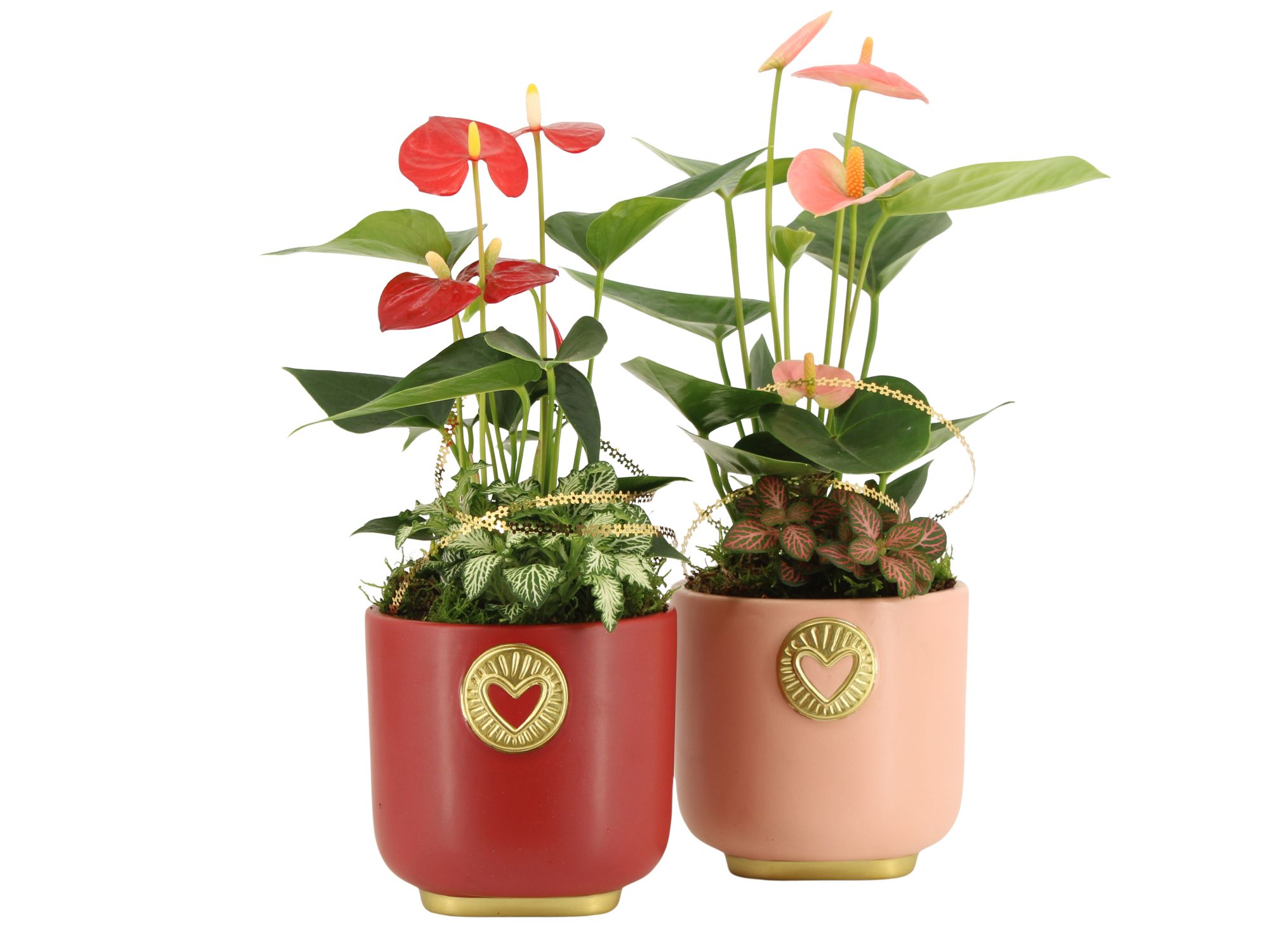 21791: Lovess arrangement, D 12