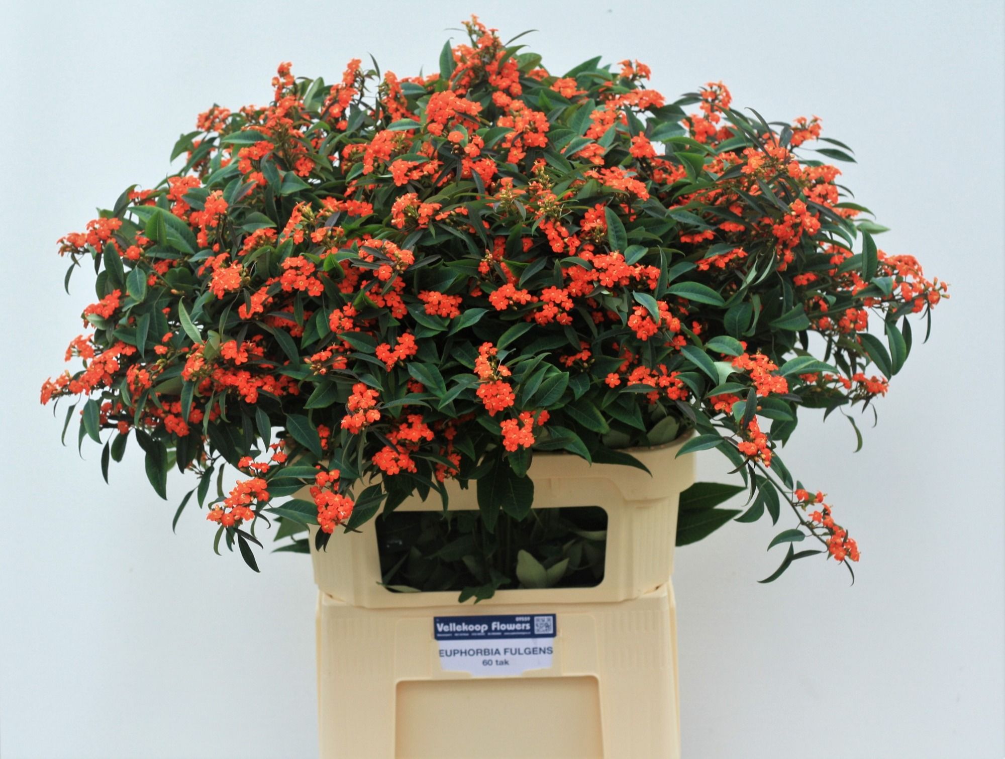 Эуфорбия куст. Квин Оф Оранж 80, шт.