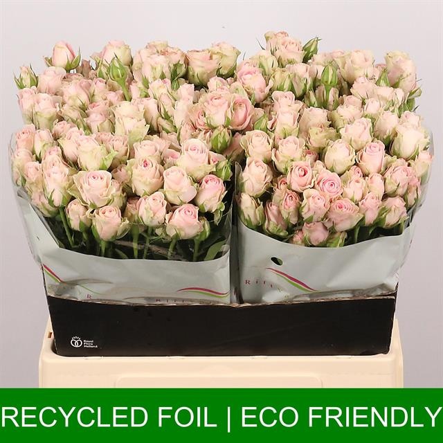 Роза куст. Гуд Муд 60, шт.